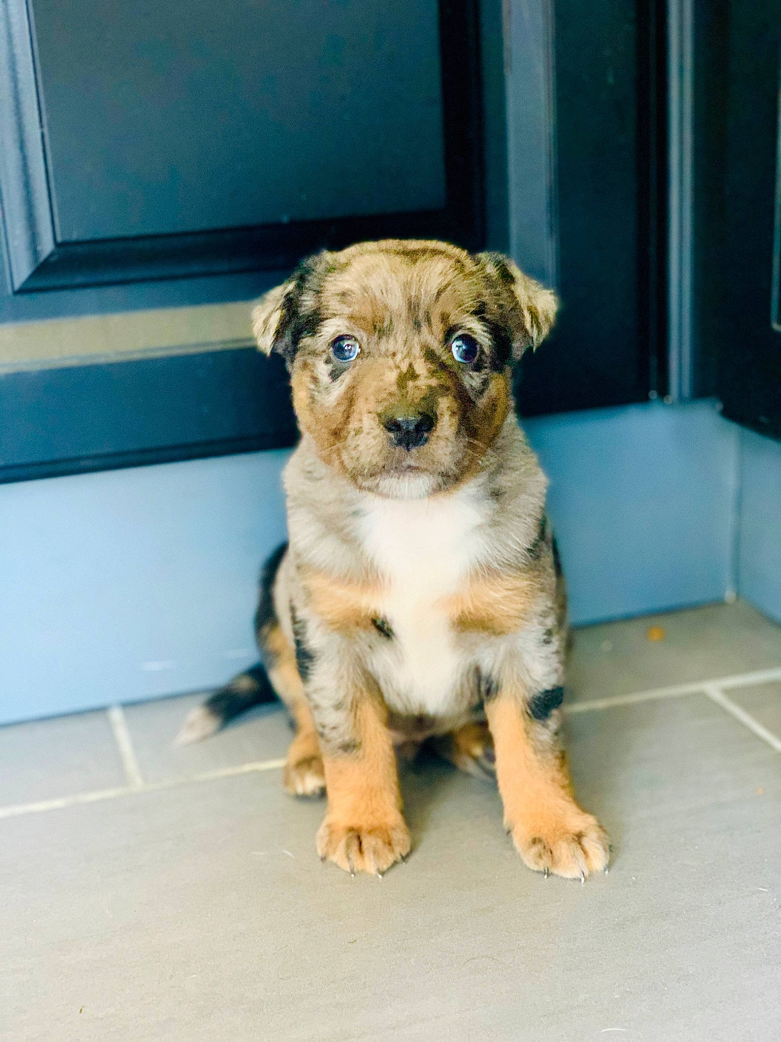 Razmo a rejoint le concours — aidez-le/la à gagner de superbes lots ! canidae, carlin_pinscher, carnivore, companion_dog, dog, dog_breed, fawn, mammal, puppy, snout, sporting_group, street_dog, vertebrate, whiskers