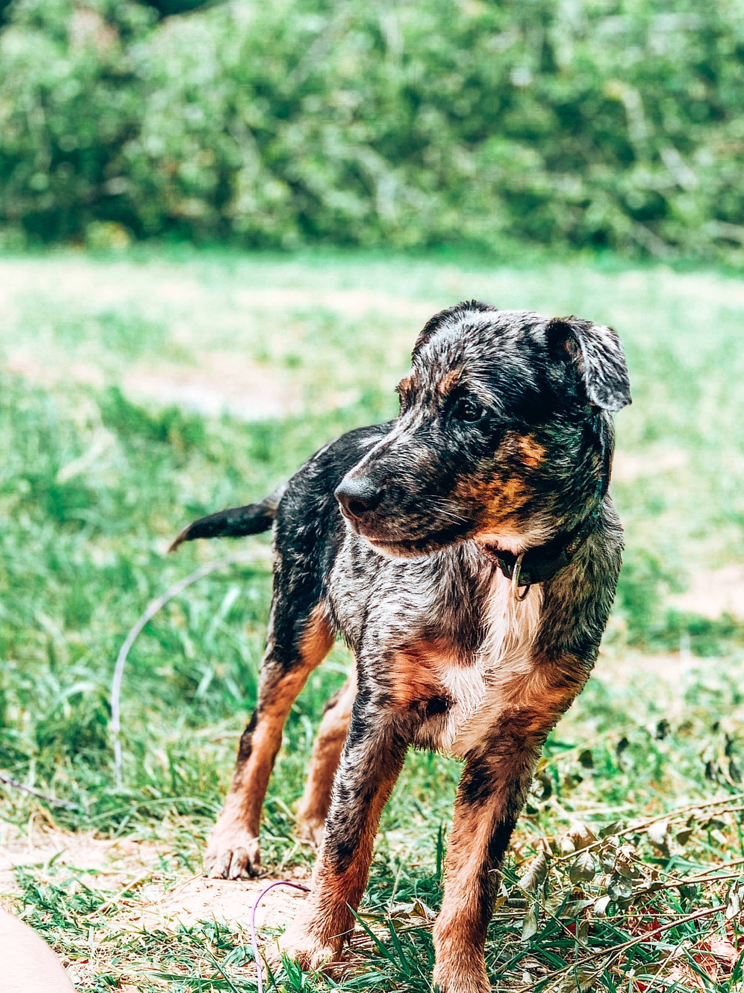 Razmo participe au concours pour gagner de l'argent avec cette photo : canidae, carnivore, dog, dog_breed, hunting_dog, koolie, louisiana_catahoula_leopard_dog, mammal, sporting_group, vertebrate, working_dog