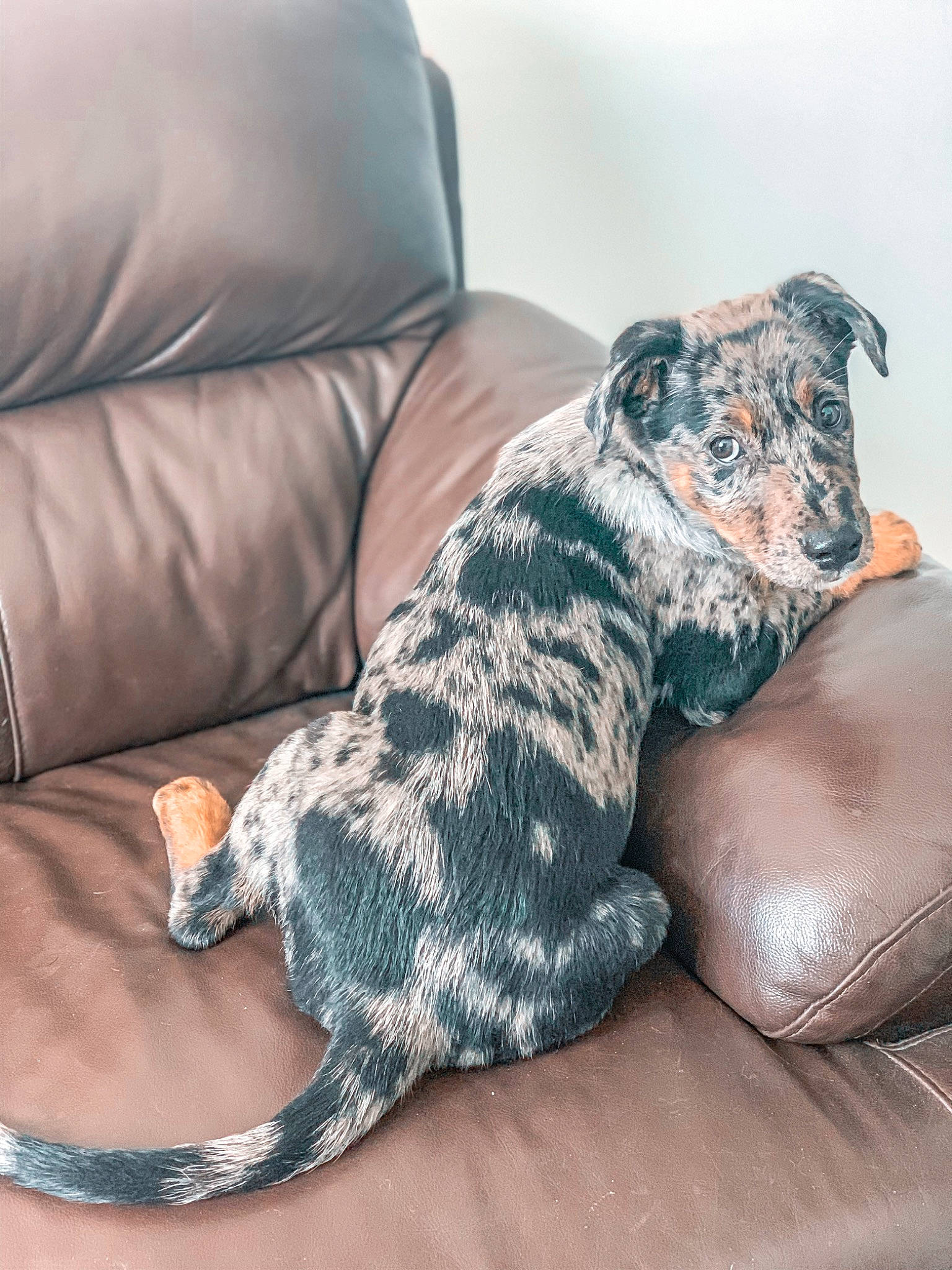 Razmo participe au concours pour gagner de l'argent avec cette photo : canidae, carnivore, dog, dog_breed, mammal, non_sporting_group, sitting, sporting_group