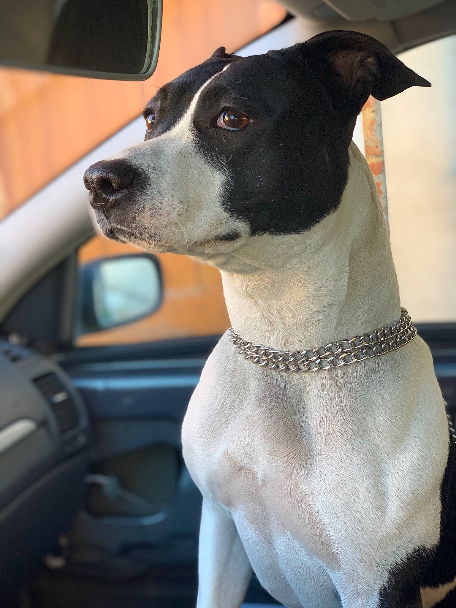 Nano a rejoint le concours — aidez-le/la à gagner de superbes lots ! canidae, carnivore, chilean_fox_terrier, companion_dog, danish_swedish_farmdog, dog, dog_breed, feist, fox_terrier, japanese_terrier, mammal, rare_breed_dog, rat_terrier, ratonero_bodeguero_andaluz, smooth_fox_terrier, snout, sporting_group, tenterfield_terrier, terrier, vertebrate