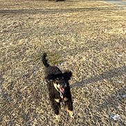 Aro is registered to the contest to win money with this photo: animal, black_dog, canine, daylight, dog, energetic, excited, field, fur, grass, happy, jumping, motion_blur, nature, outdoor, pet, playful, running, tail, tongue_out
