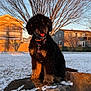 dog, black_dog, curly_fur, snow, rock, outdoor, sunlight, golden_hour, tongue_out, collar, suburban, tree, house, fence, grass, winter, pet, animal, playful, daytime