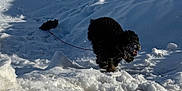 Aro is registered to the contest to win money with this photo: animal, black_dog, canine, cold, daytime, dog, fun, fur, landscape, leash, nature, outdoor, pet, playful, shadow, snow, snowy_ground, sunlight, walking, winter