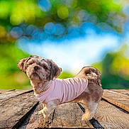 Ziggy is registered to the contest to win money with this photo: animal, bokeh_background, canine, clothing, collar, curious_expression, cute, daylight, dog, fluffy, fur, nature, outdoor, pet, pink_shirt, portrait, small_dog, standing, sunlight, wooden_surface