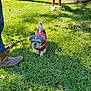Ziggy is registered to the contest to win money with this photo: animal, boots, casual, chicken_slippers, daylight, dog, grass, leaves, legs, nature, outdoor, person, pet_clothing, red_jersey, shadow, shorts, small_dog, sunlight, walking, yard