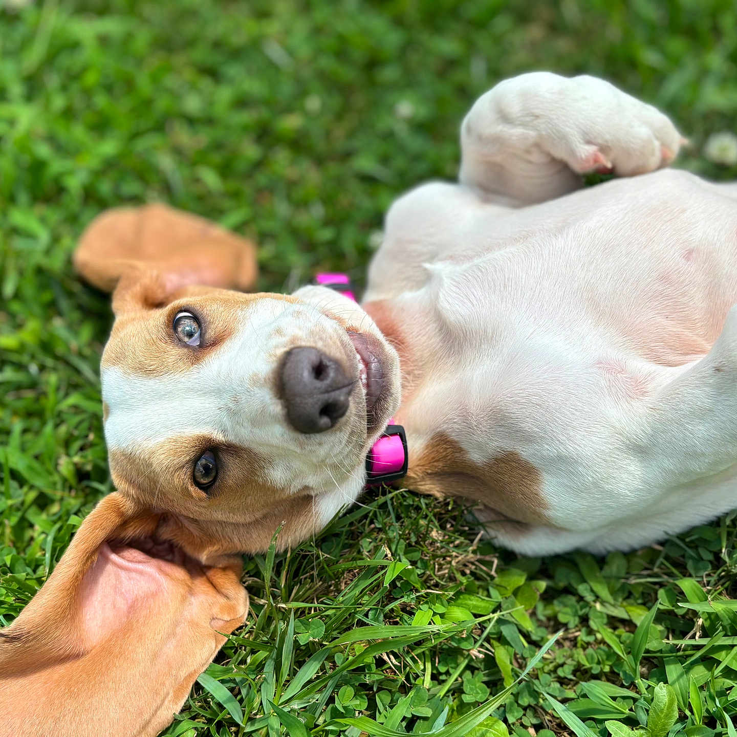 Birdie joined the competition — help win amazing prizes! animal, brown, canine, closeup, collar, cute, dog, ears, fur, grass, happy, lying_down, nature, nose, outdoor, pet, playful, sunlight, tongue, white
