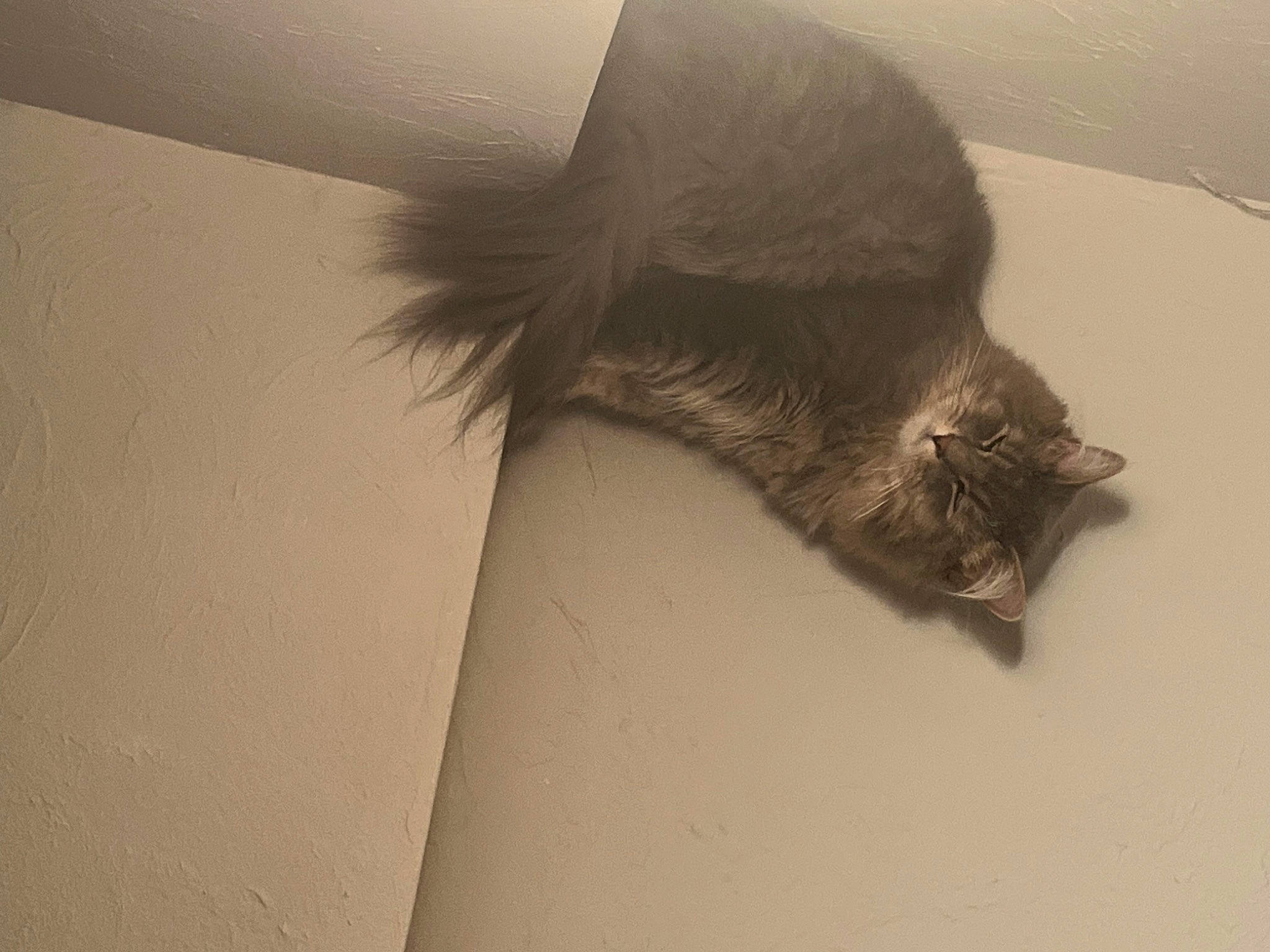 Jasper joined the competition — help win amazing prizes! carnivore, cat, claw, domestic_short_haired_cat, feather, felidae, fur, grey, monochrome, monochrome_photography, paw, shadow, small_to_medium_sized_cats, snout, tail, tints_and_shades, whiskers, wildlife, wing, wood