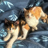 Mimi Et Ponyo participe au concours pour gagner de l'argent avec cette photo : cat, kitten, animal, pet, feline, orange_cat, calico_cat, bed, blanket, blue_blanket, patterned_blanket, indoor, resting, cute, young_animal, fur, whiskers, paw, sunlight, cozy