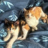 cat, kitten, animal, pet, feline, orange_cat, calico_cat, bed, blanket, blue_blanket, patterned_blanket, indoor, resting, cute, young_animal, fur, whiskers, paw, sunlight, cozy