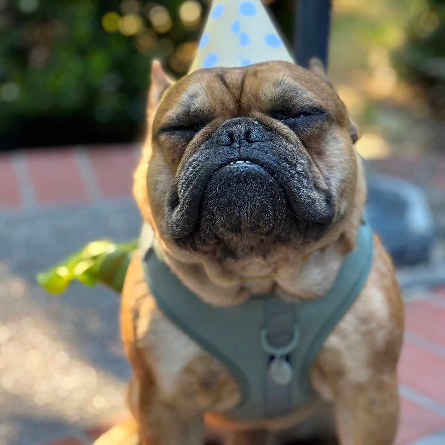 Miloh joined the competition — help win amazing prizes! animal, brown_fur, bulldog, canine, celebration, close_up, collar, cute, daytime, dog, festive, happy, leash, outdoor, party_hat, pet, portrait, shallow_depth_of_field, sitting, sunlight