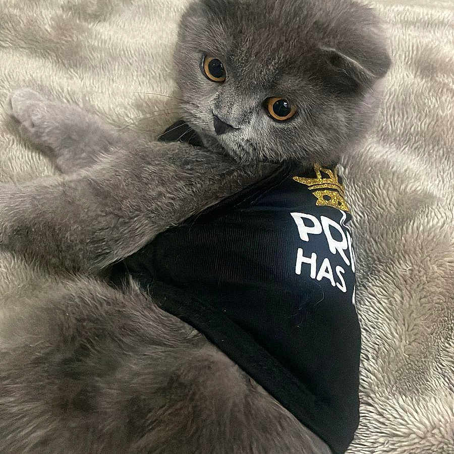 Sultan a rejoint le concours — aidez-le/la à gagner de superbes lots ! accessories, angora, animal, bandana, blanket, cat, face, formalwear, furniture, head, headband, homedecor, kitten, person, pet, photography, portrait, quilt, sunglasses, tie