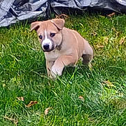 Hank is registered to the contest to win money with this photo: animal, backyard, canine, curious, daylight, dog, fur, grass, green, leaf, nature, outdoor, pet, playful, puppy, summer, tan, walking, white, young