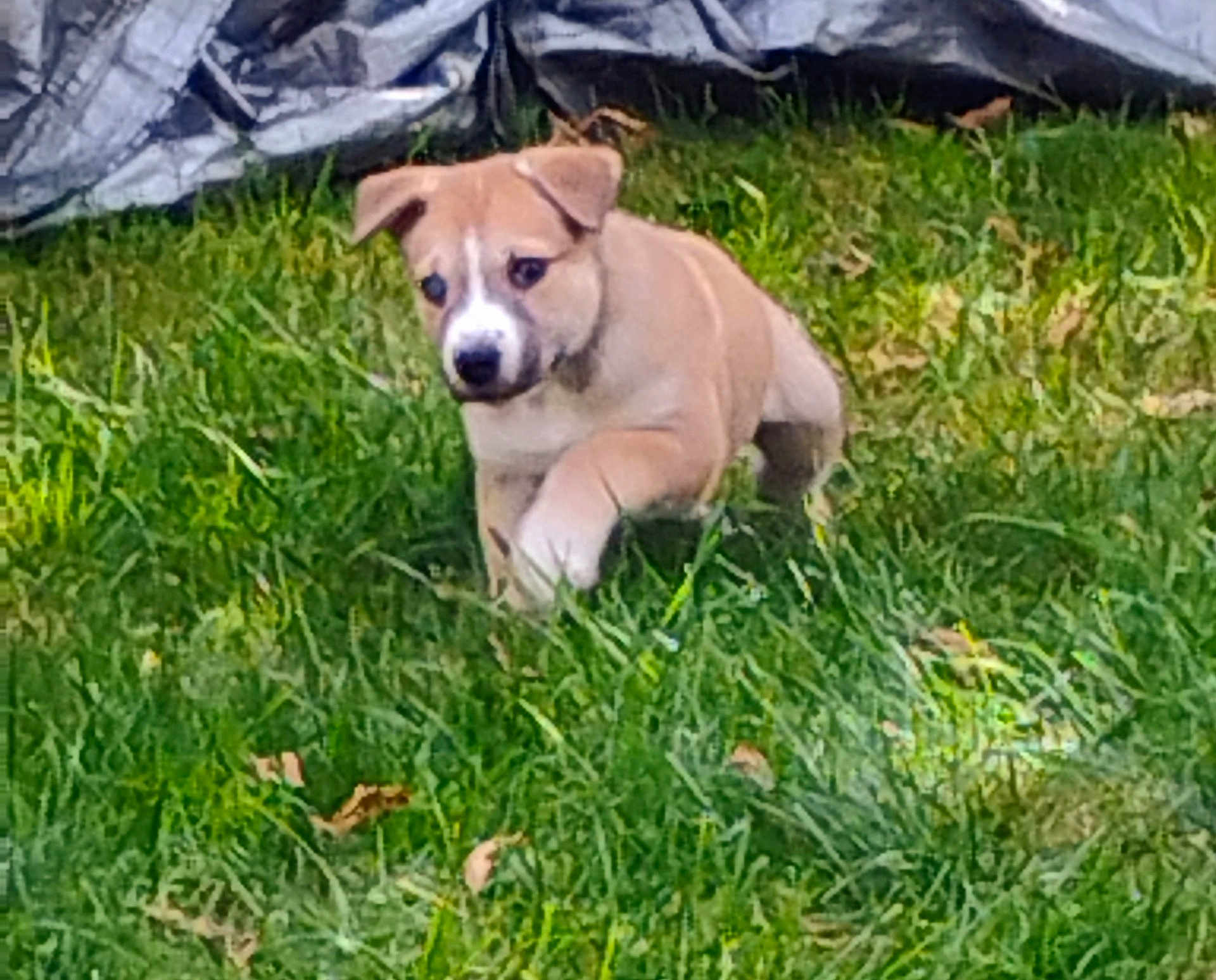 Hank is registered to the contest to win money with this photo: animal, backyard, canine, curious, daylight, dog, fur, grass, green, leaf, nature, outdoor, pet, playful, puppy, summer, tan, walking, white, young