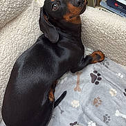 Abricot participe au concours pour gagner de l'argent avec cette photo : animal, black_and_tan, blanket, close_up, couch, dachshund, dog, floppy_ears, furniture, home, indoors, lying_down, paw_prints, pet, playful, portrait, relaxed, shiny_coat, small_dog, wide_eyes