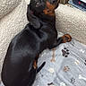 animal, black_and_tan, blanket, close_up, couch, dachshund, dog, floppy_ears, furniture, home, indoors, lying_down, paw_prints, pet, playful, portrait, relaxed, shiny_coat, small_dog, wide_eyes