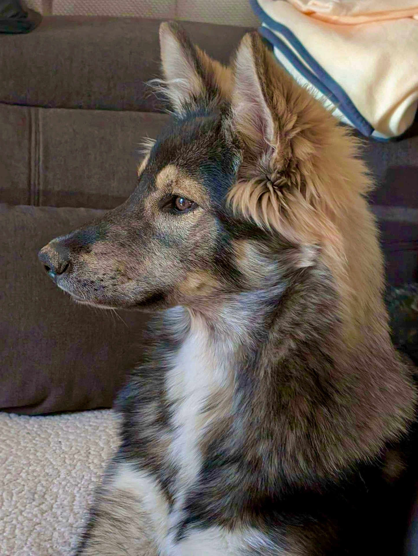 Xéna participe au concours pour gagner de l'argent avec cette photo : dog, profile, fluffy, indoor, couch, blanket, fur, pet, animal, side_view, brown, white, gray, black, ears, snout, calm, sitting, domestic, closeup