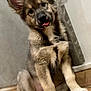 Xéna a rejoint le concours — aidez-le/la à gagner de superbes lots ! puppy, dog, animal, pet, fur, ears, tongue, indoor, floor, tile, cute, sitting, playful, young, mammal, domestic_animal, canine, friendly, adorable, portrait