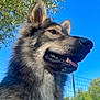 Xéna participe au concours pour gagner de l'argent avec cette photo : dog, canine, fluffy, fur, tongue, ears, outdoor, sky, tree, nature, happy, pet, animal, portrait, daylight, closeup, snout, brown_eyes, fence, sunny