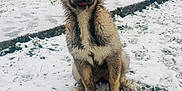 Xéna a rejoint le concours — aidez-le/la à gagner de superbes lots ! puppy, dog, snow, muddy, outdoor, winter, animal, cute, sitting, ears, fur, nature, yard, trees, playful, pet, ground, cold, tongue, young