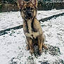 puppy, dog, snow, muddy, outdoor, winter, animal, cute, sitting, ears, fur, nature, yard, trees, playful, pet, ground, cold, tongue, young