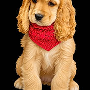 Kittle joined the competition — help win amazing prizes! dog, puppy, cocker_spaniel, golden_fur, fluffy, long_ears, red_bandana, knitted_clothing, sitting, front_view, portrait, studio_photo, black_background, isolated_subject, pet, canine, adorable, cute, fur, animal_face