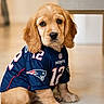 Kittle is registered to the contest to win money with this photo: puppy, dog, golden_retriever, football_jersey, sports, patriots, team_uniform, sitting, indoor, portrait, pet, animal, brown_fur, floppy_ears, blue_jersey, cute, alert, floor, furniture, ai_generated