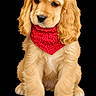 Kittle is registered to the contest to win money with this photo: adorable, animal, black_background, cocker_spaniel, cute, dog, floppy_ears, fluffy, front_view, golden_fur, knitted_scarf, long_ears, pet, photography, portrait, puppy, red, scarf, sitting, studio