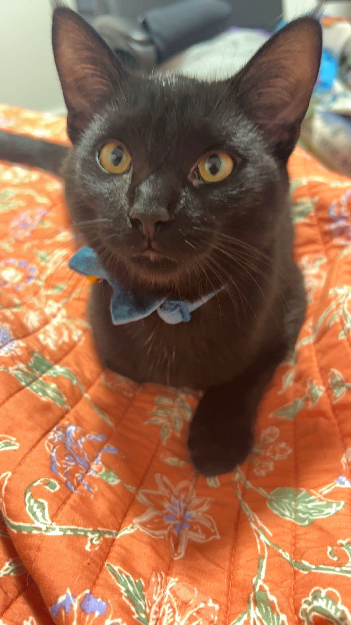 Squid joined the competition — help win amazing prizes! black_cat, bombay, carnivore, cat, domestic_short_haired_cat, electric_blue, felidae, fur, havana_brown, linens, pattern, small_to_medium_sized_cats, snout, whiskers