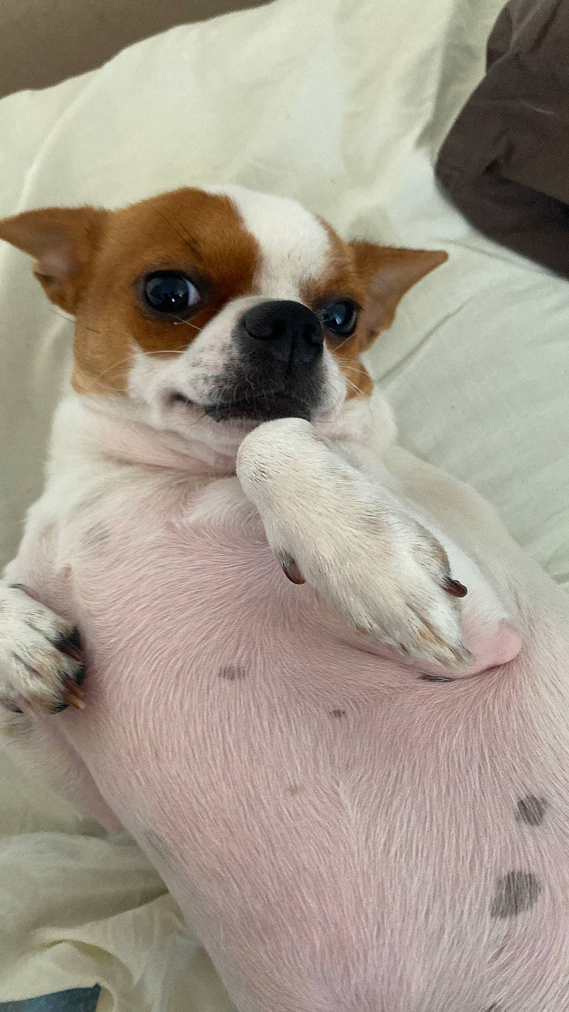 Biscotte a rejoint le concours — aidez-le/la à gagner de superbes lots ! boston_terrier, canidae, carmine, carnivore, chihuahua, comfort, companion_dog, dog, dog_breed, dog_supply, fawn, fur, linens, paw, snout, sporting_group, terrestrial_animal, toy_dog, whiskers, working_animal