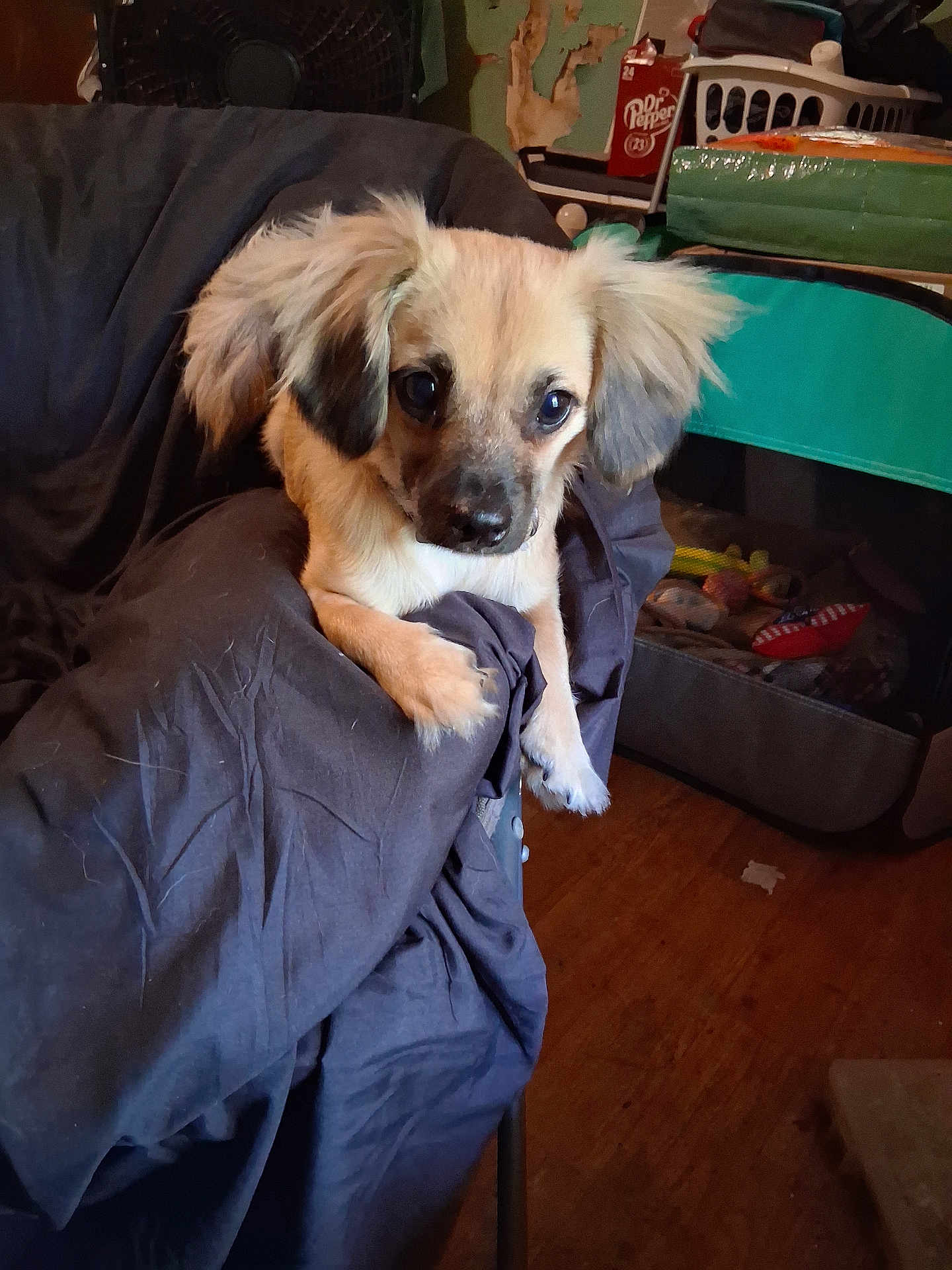 Nala