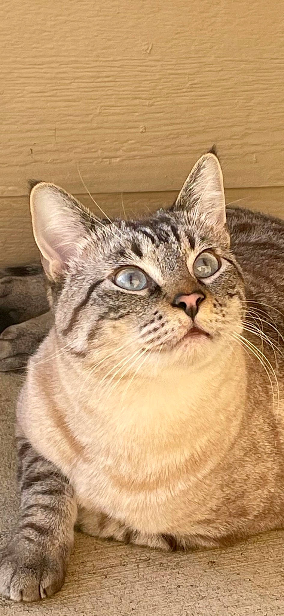 Floki joined the competition — help win amazing prizes! art, carnivore, cat, domestic_short_haired_cat, eye, fawn, felidae, fur, grass, paw, small_to_medium_sized_cats, snout, tail, terrestrial_animal, whiskers, wildlife, window