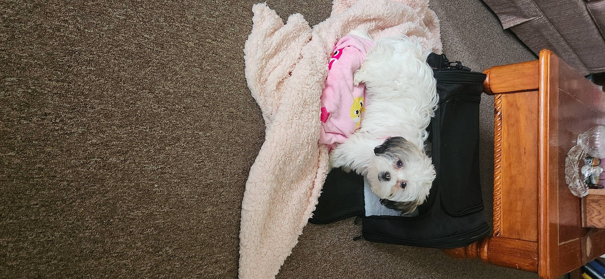 Millie joined the competition — help win amazing prizes! animal_product, canidae, carnivore, companion_dog, couch, dog, dog_breed, dog_supply, fawn, fur, labradoodle, natural_material, non_sporting_group, paw, sporting_group, tail, terrier, toy_dog, working_animal