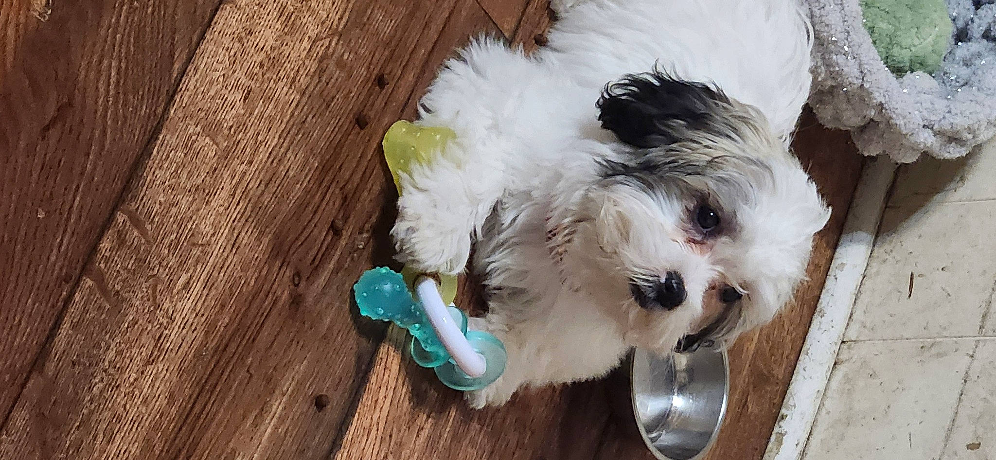 Millie is registered to the contest to win money with this photo: canidae, carnivore, collar, companion_dog, dog, dog_breed, dog_clothes, dog_collar, dog_supply, fur, goggles, hardwood, pet_supply, small_terrier, snout, sporting_group, terrier, toy_dog, wood, working_animal