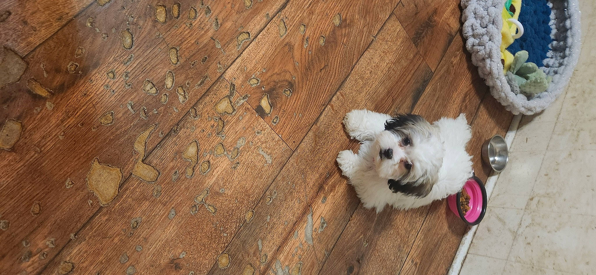 Millie joined the competition — help win amazing prizes! canidae, carnivore, companion_dog, dog, dog_breed, fawn, felidae, floor, flooring, hardwood, plank, small_to_medium_sized_cats, sporting_group, tail, toy_dog, varnish, whiskers, wood, wood_stain, working_animal