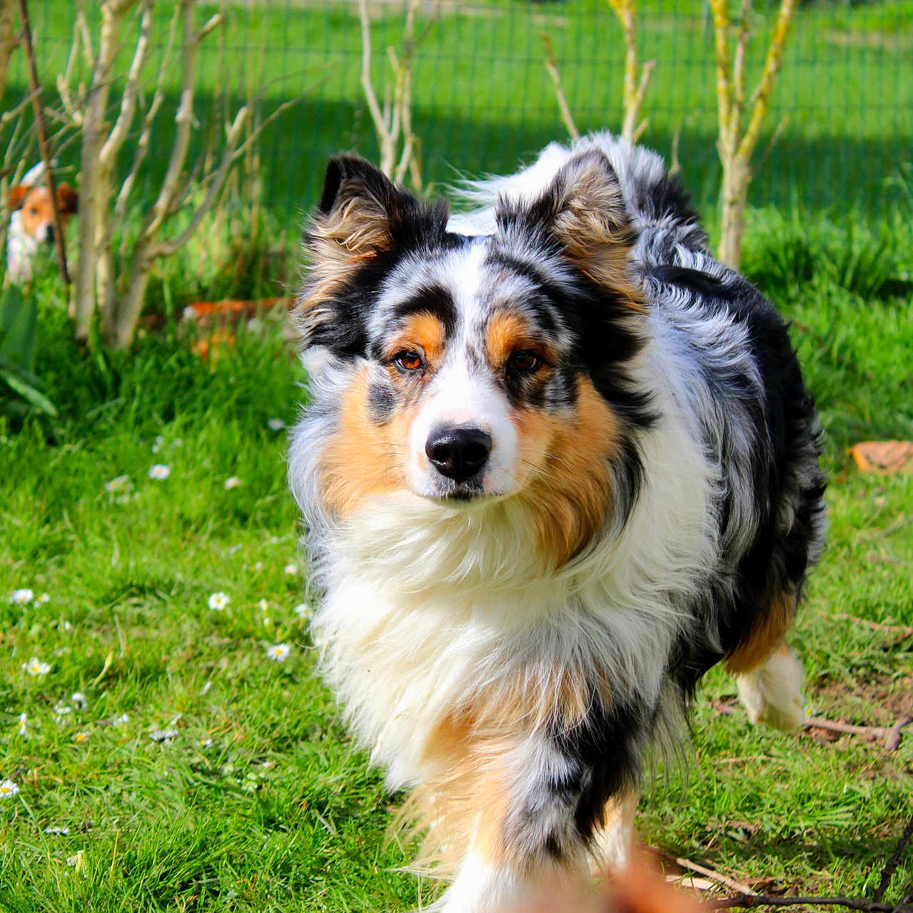 Jasper participe au concours pour gagner de l'argent avec cette photo : animal, backyard, canine, cockerspaniel, collie, countryside, dog, field, grass, grassland, lawn, nature, outdoors, papillon, pet, plant, puppy, terrier, tree, yard