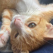 Chichi joined the competition — help win amazing prizes! kitten, cat, orange_cat, close_up, fur, whiskers, pink_nose, pet, cute, animal, lying_down, resting, domestic_cat, feline, young_cat, soft_fur, indoor, portrait, curious, relaxed
