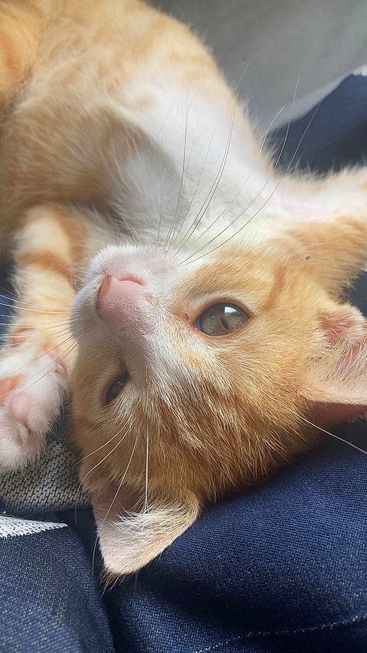 Chichi
