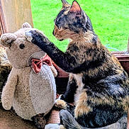 Lynda a rejoint le concours — aidez-le/la à gagner de superbes lots ! cat, tortoiseshell_cat, plush_toy, stuffed_animal, bear, bow_tie, window, windowsill, wooden_surface, green_grass, outdoor, pet, animal, feline, playful, curious, indoor, soft_lighting, close_up, side_view