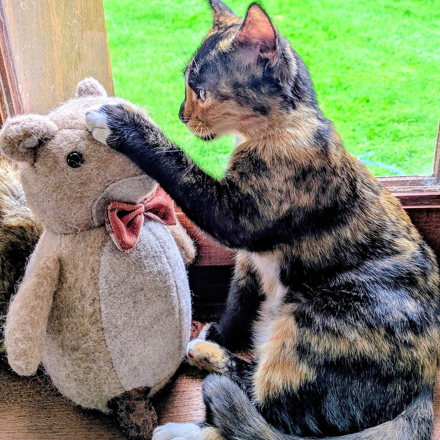 Lynda a rejoint le concours — aidez-le/la à gagner de superbes lots ! animal, bear, bow_tie, cat, close_up, curious, feline, green_grass, indoor, outdoor, pet, playful, plush_toy, side_view, soft_lighting, stuffed_animal, tortoiseshell_cat, window, windowsill, wooden_surface