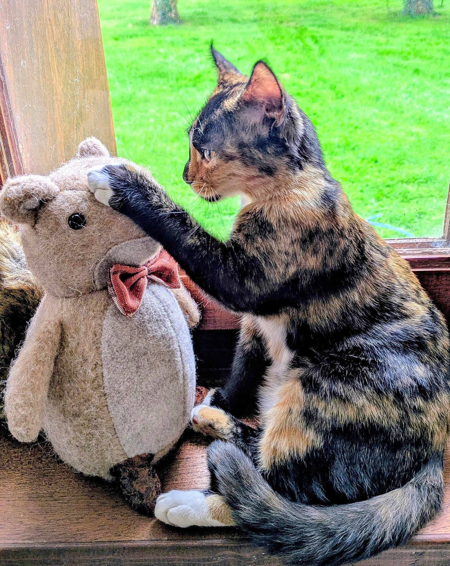 Lynda a rejoint le concours — aidez-le/la à gagner de superbes lots ! cat, tortoiseshell_cat, plush_toy, stuffed_animal, bear, bow_tie, window, windowsill, wooden_surface, green_grass, outdoor, pet, animal, feline, playful, curious, indoor, soft_lighting, close_up, side_view