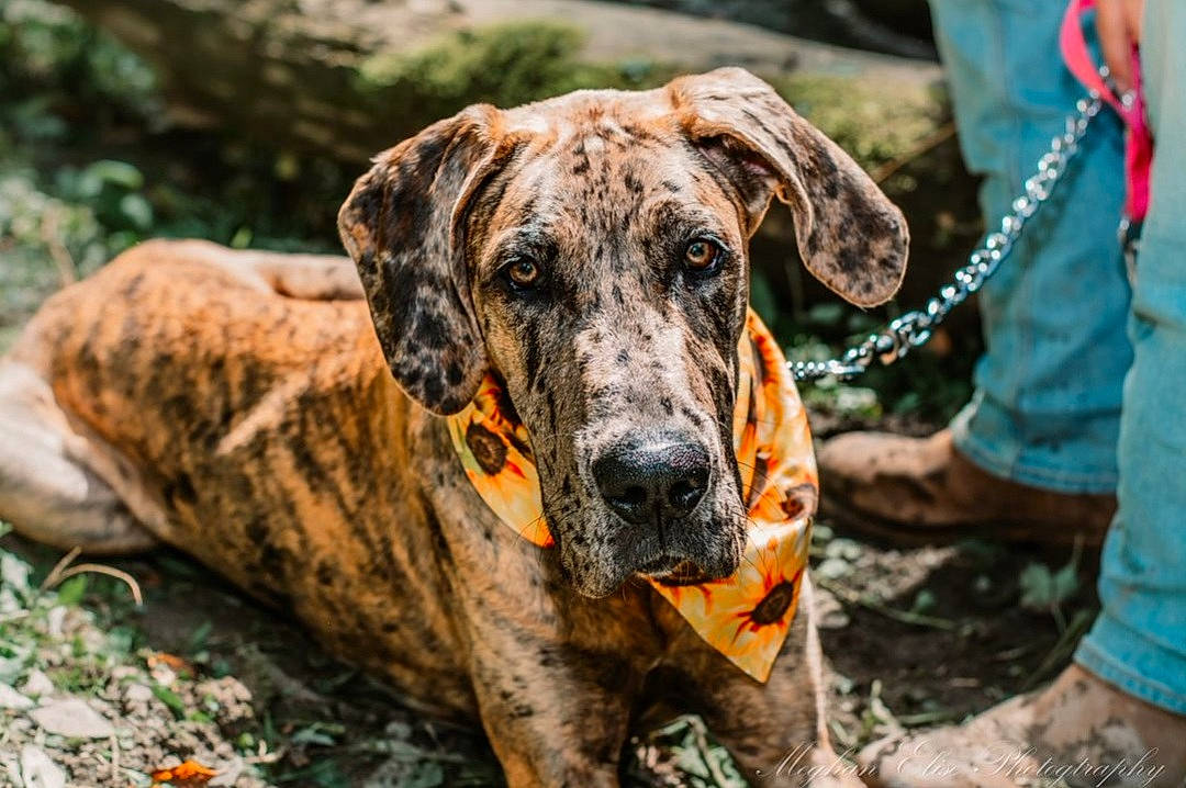 Dixi joined the competition — help win amazing prizes! canidae, carnivore, collar, dog, dog_breed, dog_collar, fawn, grass, guard_dog, military_camouflage, plant, rock, snout, soil, sporting_group, terrestrial_animal, trunk, wilderness, working_animal, working_dog