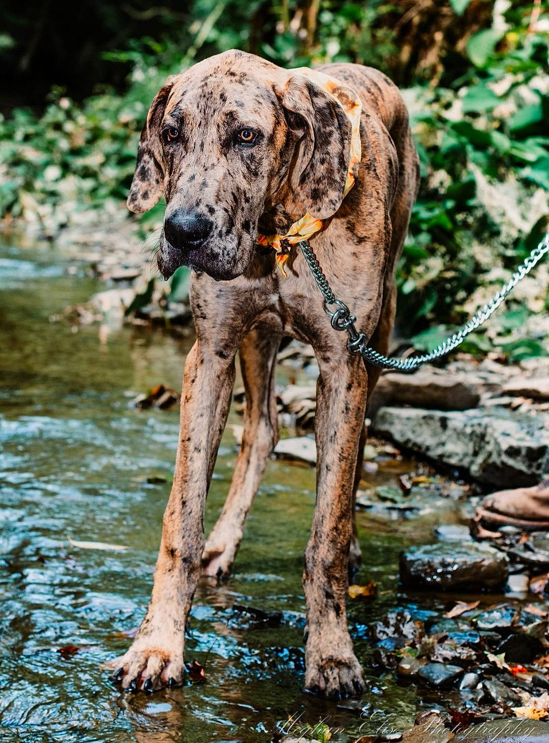 Dixi is registered to the contest to win money with this photo: canidae, carnivore, dog, dog_breed, fawn, forest, guard_dog, gun_dog, hunting_dog, lake, plant, sporting_group, terrestrial_animal, tree, water, wildlife, wood, woodland, working_animal, working_dog