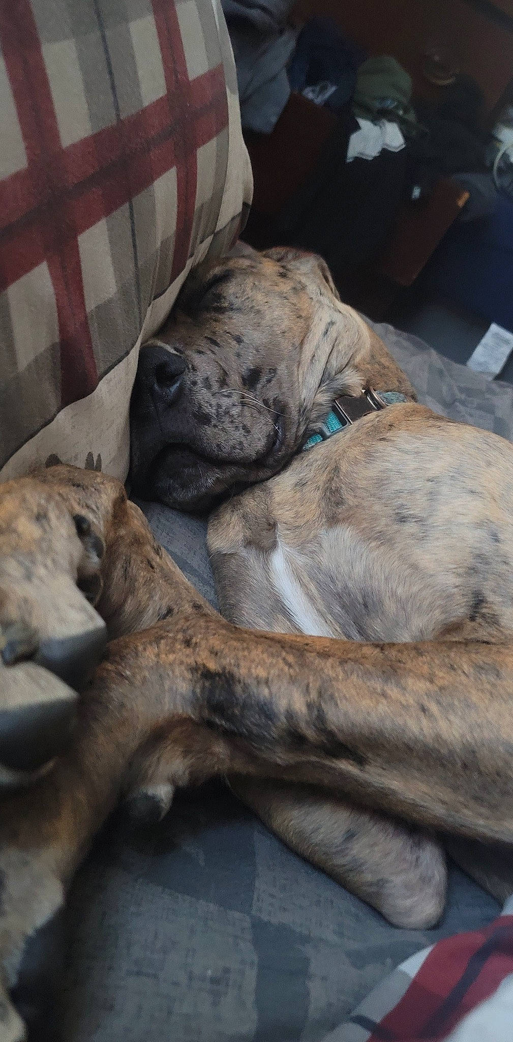 Dixi joined the competition — help win amazing prizes! canidae, carnivore, collar, comfort, companion_dog, dog, dog_breed, fawn, fur, guard_dog, nap, non_sporting_group, plaid, snout, sporting_group, tartan, terrestrial_animal, wood, working_animal, wrinkle