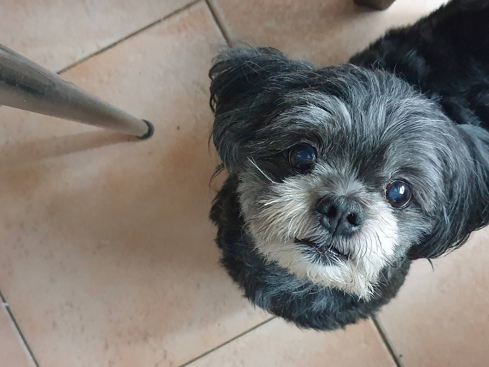 Etoile participe au concours pour gagner de l'argent avec cette photo : canidae, carnivore, companion_dog, dog, dog_breed, flooring, fur, mal_shi, maltepoo, puppy_love, shih_poo, shih_tzu, small_terrier, snout, sporting_group, terrier, toy_dog, whiskers, wood, working_animal