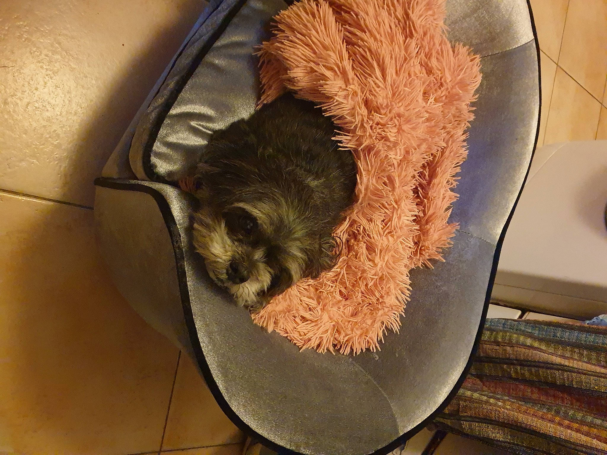 Etoile participe au concours pour gagner de l'argent avec cette photo : auto_part, automotive_exterior, box, bumper, canidae, carnivore, cat_supply, dog, fawn, fur, hat, helmet, natural_material, packing_materials, pet_supply, snout, sporting_group, vehicle_door, whiskers, wood