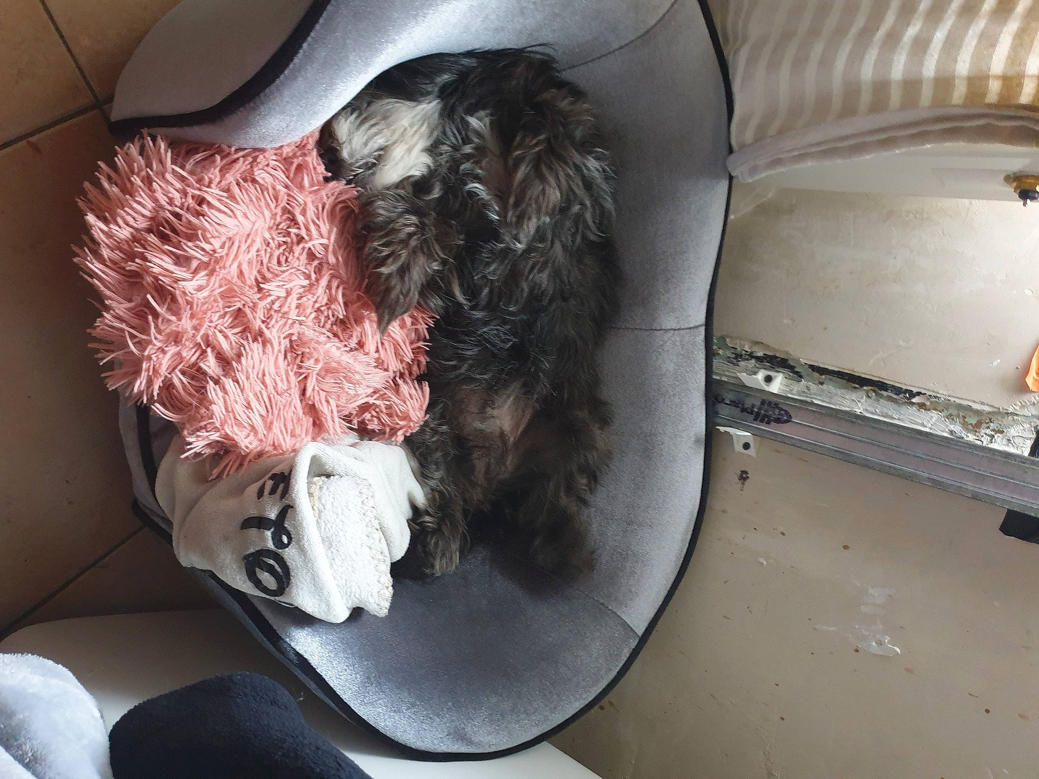 Etoile participe au concours pour gagner de l'argent avec cette photo : auto_part, canidae, car_seat, car_seat_cover, carnivore, comfort, companion_dog, dog, dog_breed, dog_supply, family_car, fur, linens, luxury_vehicle, non_sporting_group, sporting_group, toy_dog, vehicle, vehicle_door