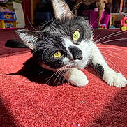 Magellan joined the competition — help win amazing prizes! cat, black_and_white, tuxedo_cat, green_eyes, whiskers, close_up, portrait, lying_down, red_carpet, indoor, home, furniture, toys, household, pet, feline, long_whiskers, dramatic_lighting, curious, relaxed