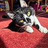 cat, black_and_white, tuxedo_cat, green_eyes, whiskers, close_up, portrait, lying_down, red_carpet, indoor, home, furniture, toys, household, pet, feline, long_whiskers, dramatic_lighting, curious, relaxed