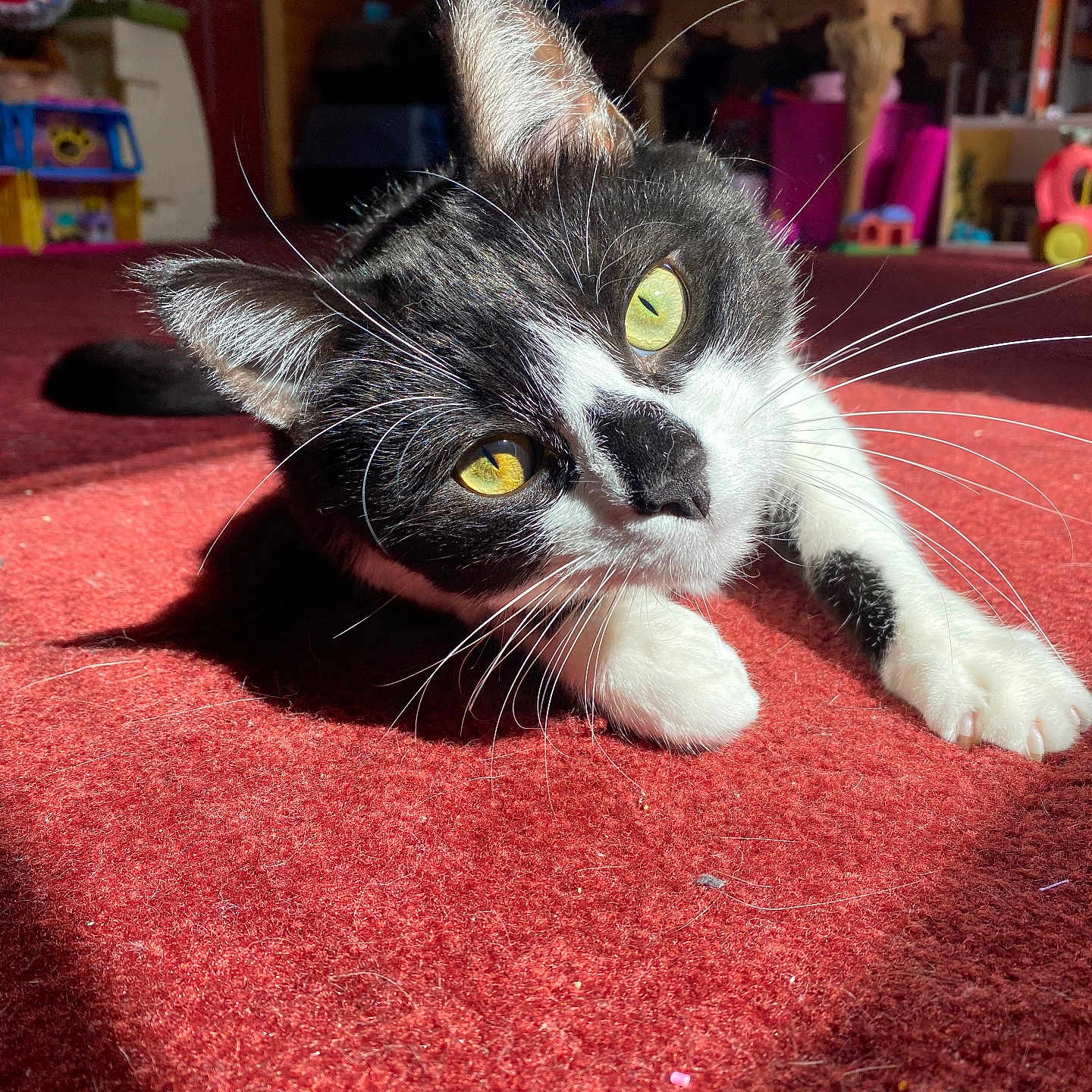 Magellan joined the competition — help win amazing prizes! cat, black_and_white, tuxedo_cat, green_eyes, whiskers, close_up, portrait, lying_down, red_carpet, indoor, home, furniture, toys, household, pet, feline, long_whiskers, dramatic_lighting, curious, relaxed
