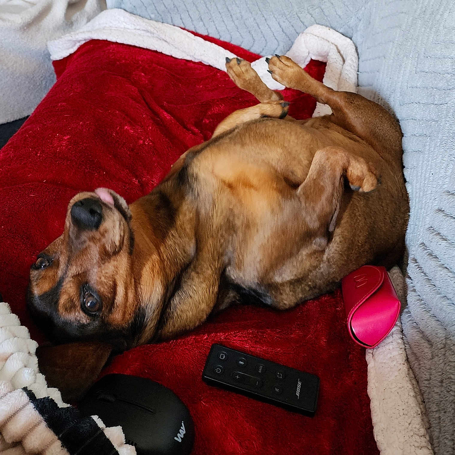 Vanille participe au concours pour gagner de l'argent avec cette photo : animal, beagle, bed, blanket, bulldog, canine, couch, cushion, dog, electronics, furniture, homedecor, hound, indoors, labradorretriever, person, pet, puppy, remotecontrol, sleeping